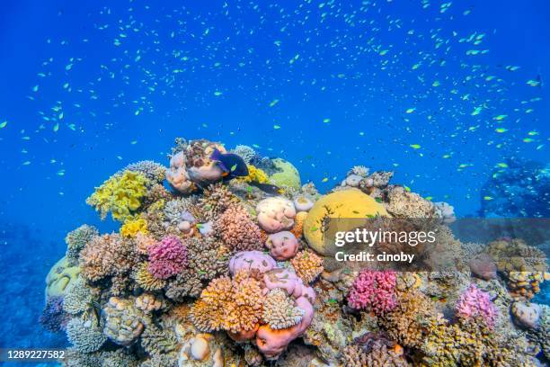 havsliv på vackert korallrev med mycket små tropiska fish chromis viridis ( grön chromis ) på röda havet - lahami bay - marsa alam - egypten - reef bildbanksfoton och bilder