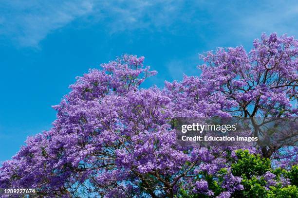 Jacaranda tree in blossom.