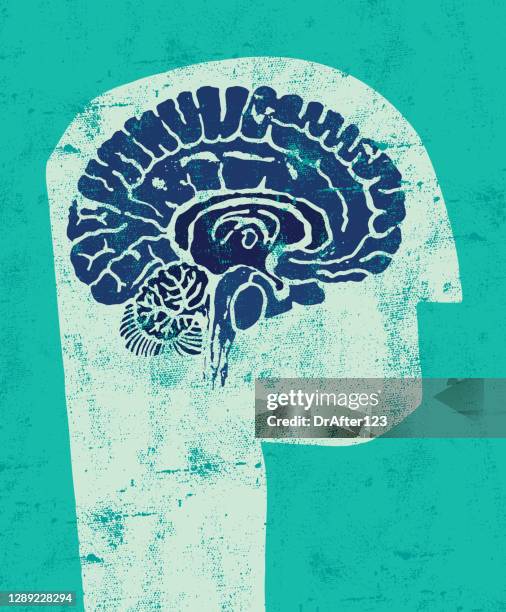 head with brain cross section - biomedical illustration stock illustrations