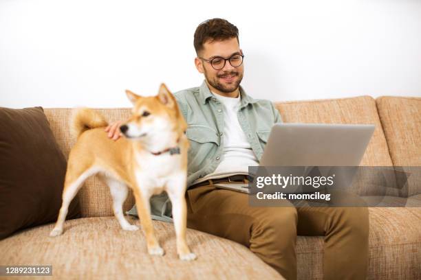 young male working from home and playing with his dog - shiba inu adult stock pictures, royalty-free photos & images