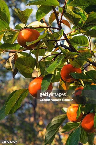 persimmon tree branch - amerikanische kakipflaume stock-fotos und bilder