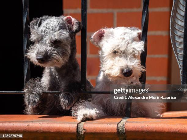 cute black and white puppies stare through black metal fence - schnauzer stock pictures, royalty-free photos & images