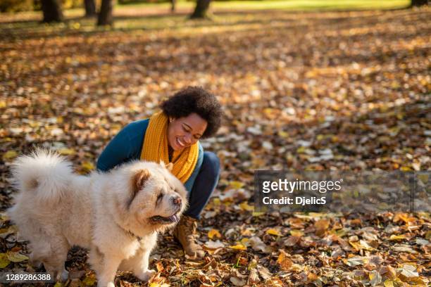 african american woman petting her dog at public park on autumn day. - white chow chow stock pictures, royalty-free photos & images
