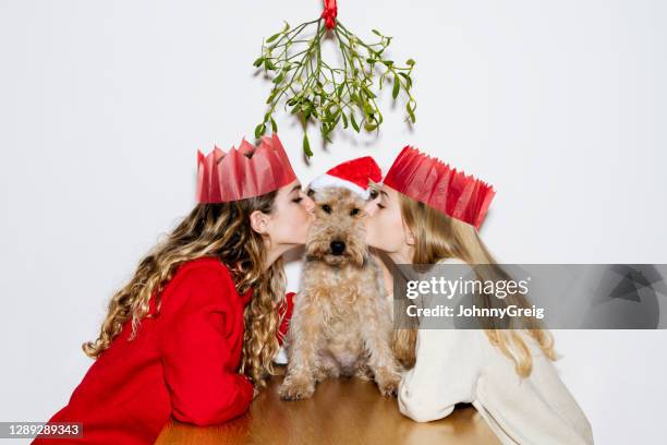 young siblings kissing family dog under mistletoe - kiss sisters stock pictures, royalty-free photos & images