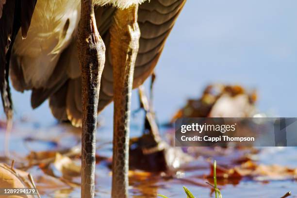 great blue heron legs close up standing in water - great pond (new hampshire) stock-fotos und bilder