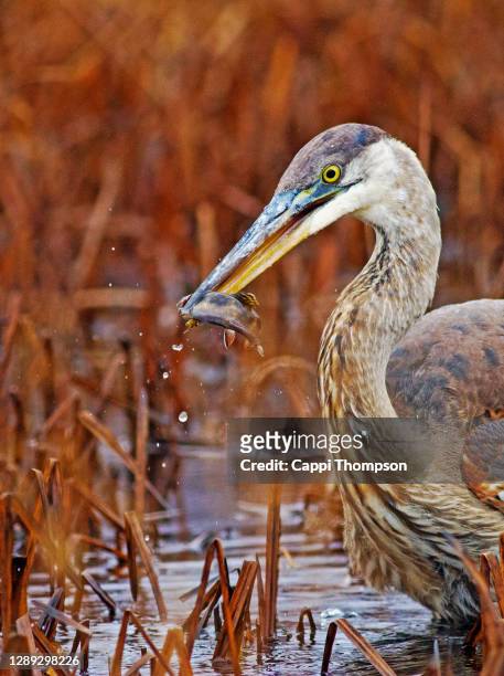 great blue heron in small brook with brook trout in beak - great pond (new hampshire) stock pictures, royalty-free photos & images