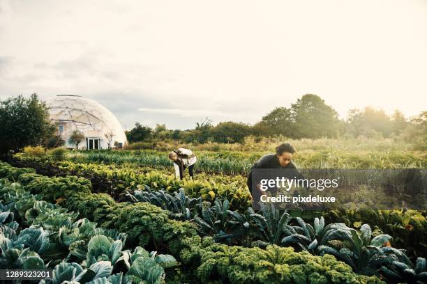 harvesting around the farm - cultivated land stock pictures, royalty-free photos & images