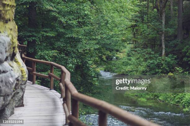 overgrown wooden path with railing. - czech switzerland stock pictures, royalty-free photos & images