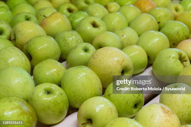 apples on conveyor belt for processing, italy - wax fruit stock pictures, royalty-free photos & images