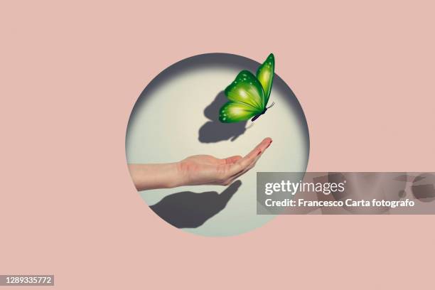 woman's hand releases a butterfly - butterfly hand imagens e fotografias de stock