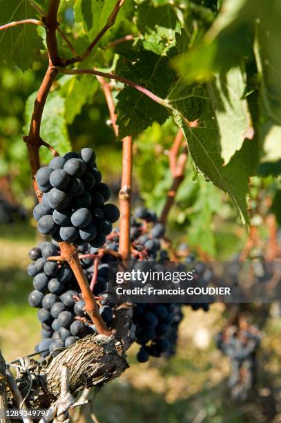 Grappe de raisin dans les vignes du Château Troplong Mondot à Saint Emilion le 6 octobre 2009, France