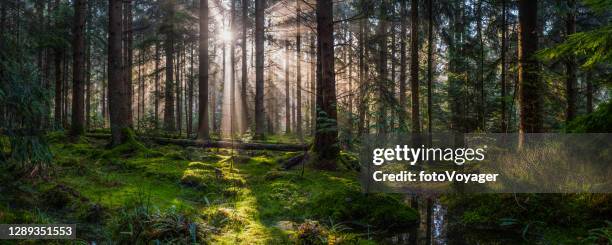 おとぎ話の森のグレード苔むしる金色の太陽の光牧歌的な森林のパノラマ - forest floor ストックフォトと画像