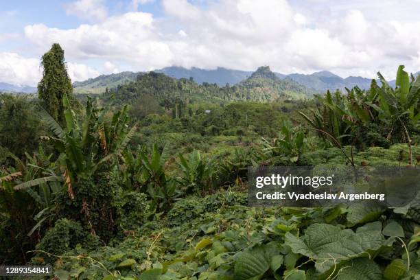tropical scenery in the heart of borneo - île de bornéo photos et images de collection
