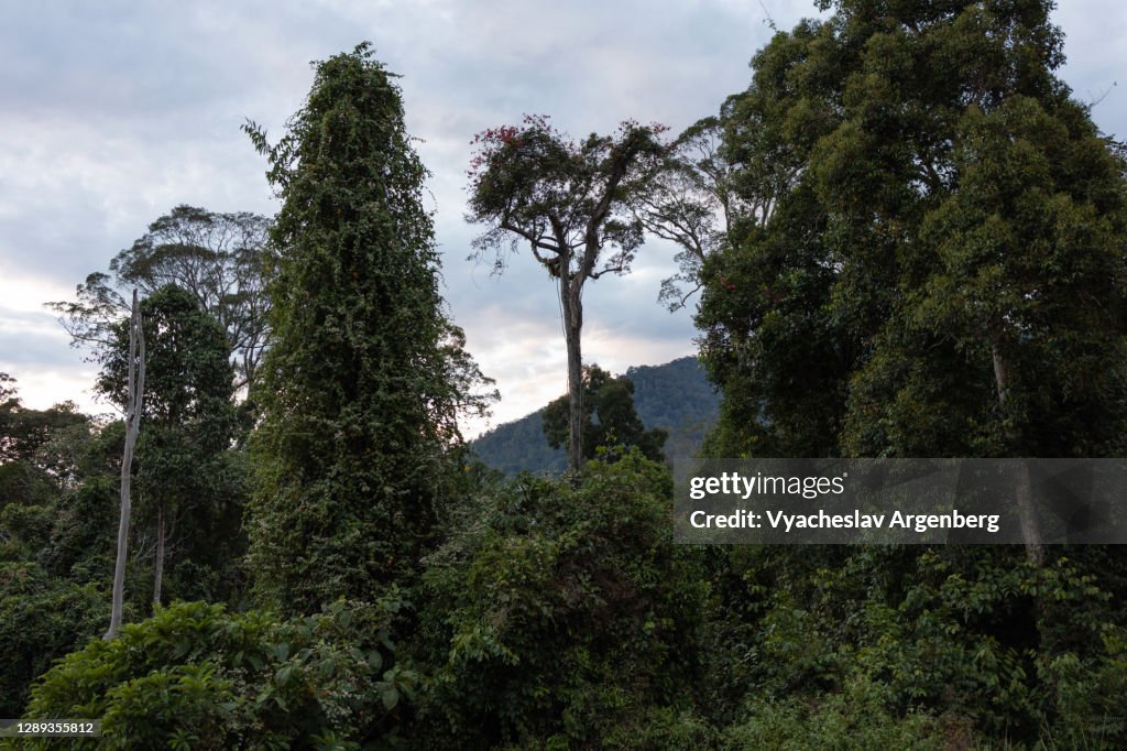 Borneo tropical rainforest, Maliau Basin