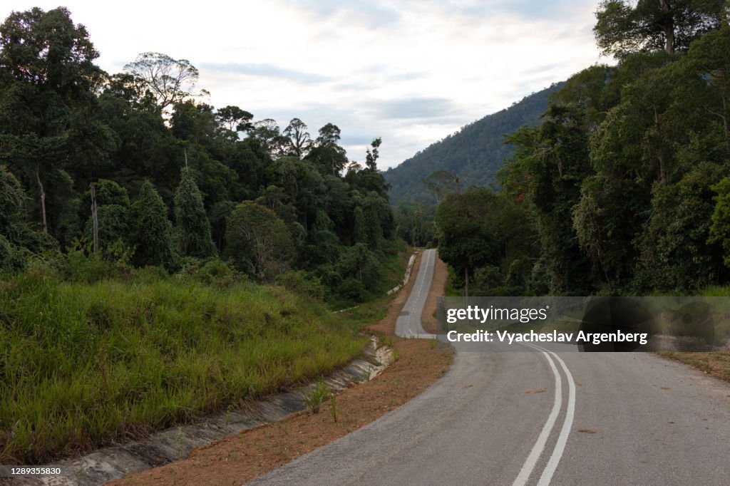 Road in the forest, Maliau Basin, Borneo, Malaysia