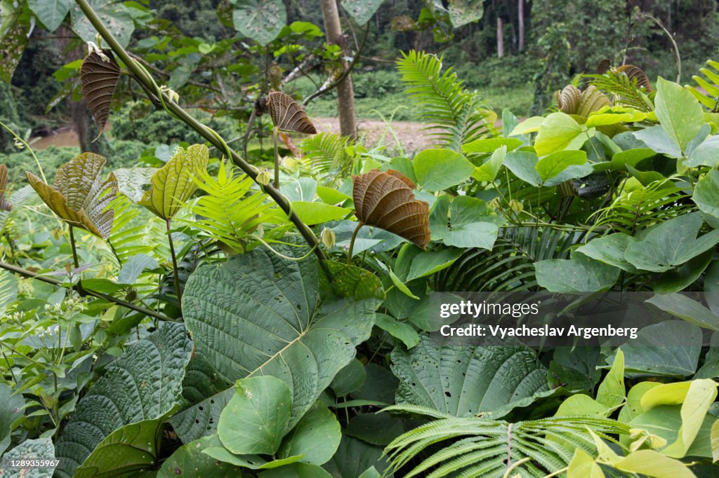 Green tropical flora, Borneo