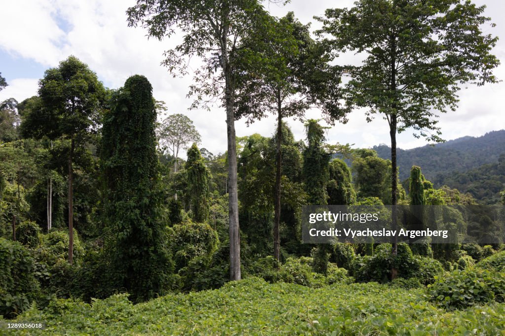 Landscaped forest, Sapulut-Kalabakan road, Borneo