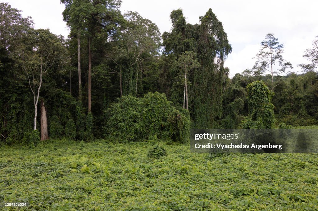 Tropical meadows and rainforest, Borneo