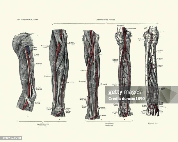 anatomy, arteries, brachial, forearm, victorian anatomical drawing - vein muscle stock illustrations