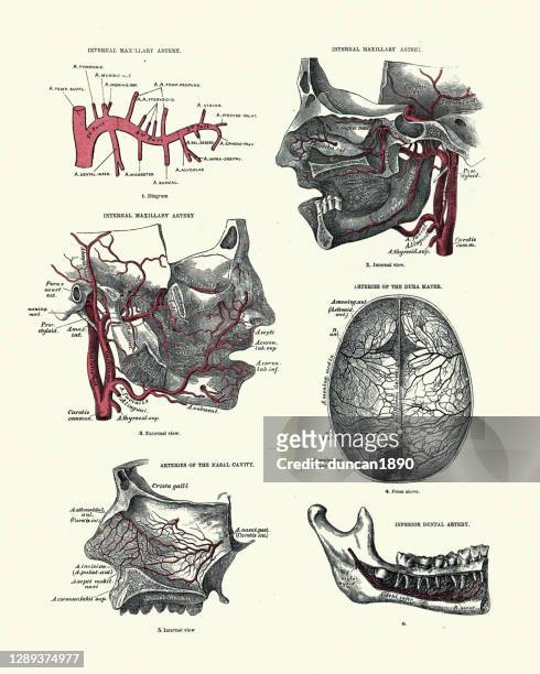 anatomy, arteries, maxillary, dura mater, nasal cavity, dental, victorian anatomical drawing - illustration of the human body stock illustrations