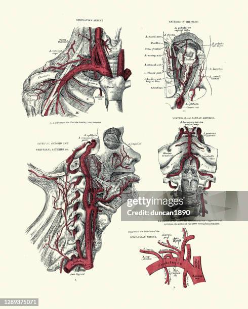 anatomy, arteries, subclavian, orbit, carotid, vertebral, victorian anatomical drawing - carotid artery stock illustrations