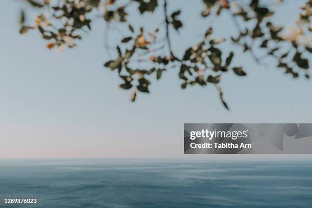 blätter baum ast mit meer im hintergrund sommerlich mit textfreiraum - mediterranean sea bildbanksfoton och bilder