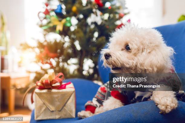 cute puppy celebrating christmas - christmas puppy stock pictures, royalty-free photos & images