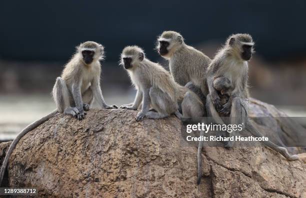 Monkey's sit around the course during Day 2 of the South African Open at Gary Player CC on December 04, 2020 in Sun City, South Africa.