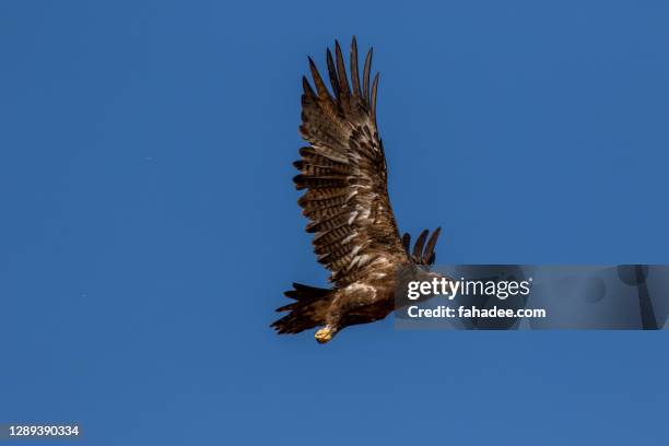 flying majestic eastern imperial eagle - aquila heliaca stock pictures, royalty-free photos & images