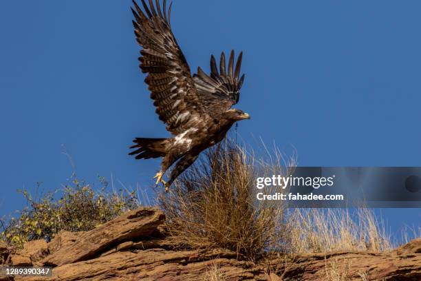flying imperial eagle - aquila heliaca stock pictures, royalty-free photos & images