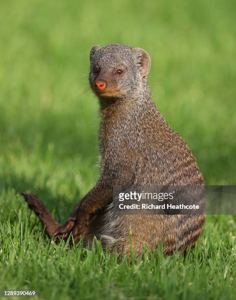 Mongoose are seen on the course during Day 2 of the South African Open at Gary Player CC on December 04, 2020 in Sun City, South Africa.