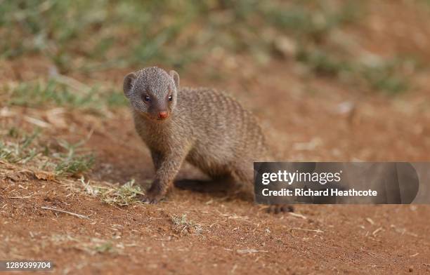 Mongoose is seen during Day 2 of the South African Open at Gary Player CC on December 04, 2020 in Sun City, South Africa.