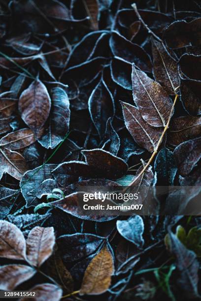 frozen leaves in winter - autumn frost stock pictures, royalty-free photos & images