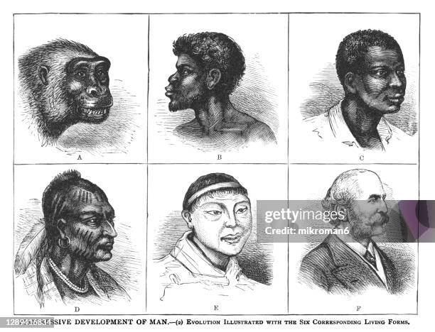 old engraved illustration of progressive development of man - evolution illustrated with the six corresponding living forms - razzismo foto e immagini stock