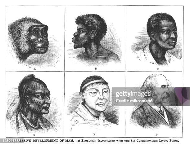 old engraved illustration of progressive development of man - evolution illustrated with the six corresponding living forms - racism ストックフォトと画像