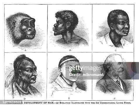 Progressive Evolution Chart Old Engraved Illustration Of Progressive Development Of Man Evolution ...