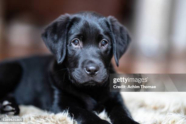 labrador retreiver - labrador puppies stock pictures, royalty-free photos & images