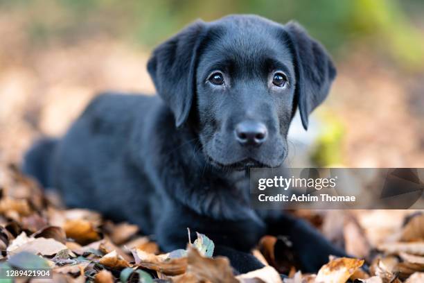 labrador retreiver - labrador retriever stock pictures, royalty-free photos & images