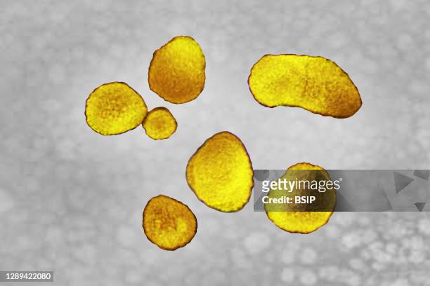 Prevotella bacteria of the Prevotellaceae family. Bacteria responsible for respiratory infections (pneumonia, lung abscess, pulmonary empyema,...