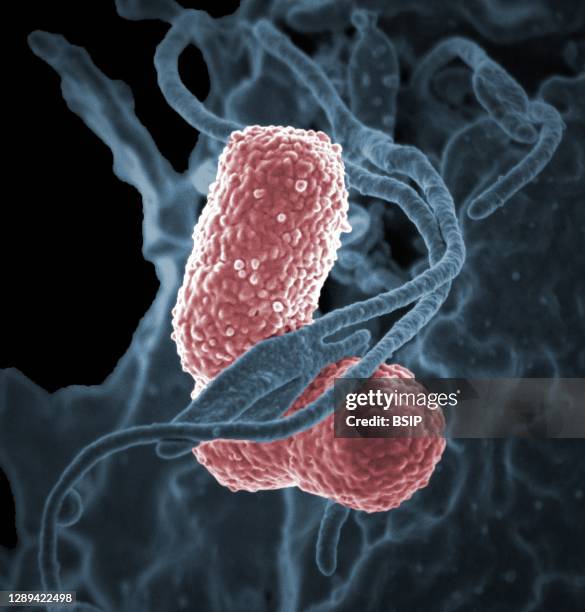 Human neutrophil interacting with Klebsiella pneumoniae , a multidrug?resistant bacterium that causes severe hospital infections. Credit: NIAID.