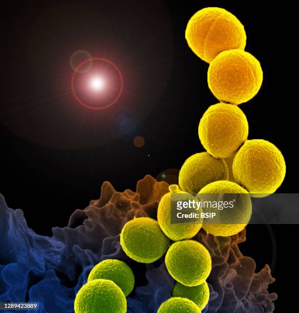 Colorized scanning electron micrograph of a white blood cell interacting with an antibiotic resistant strain of Staphylococcus aureus bacteria....