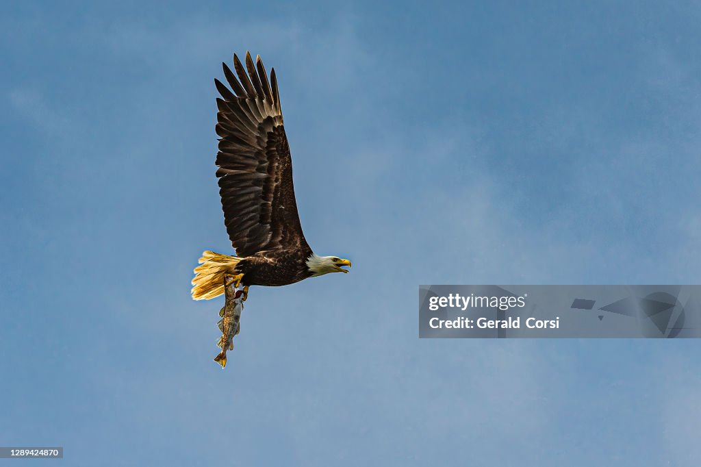 Bald Eagle, Haliaeetus leucocephalus, flying with a Walleye Pollock fish, Theragra chalcogramma. Stephens Passage, Alaska.