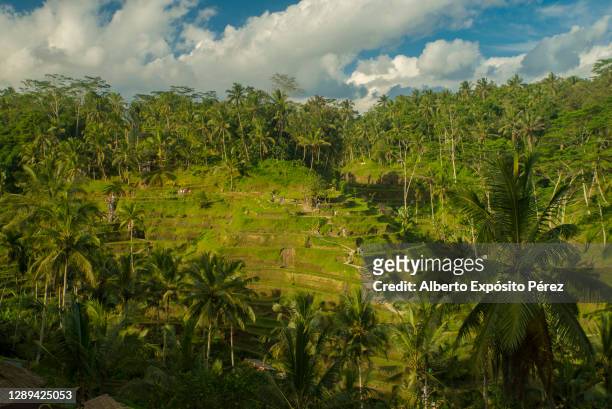 bali, indonesia - tegalalang rice terraces - ubud monkey forest stock pictures, royalty-free photos & images