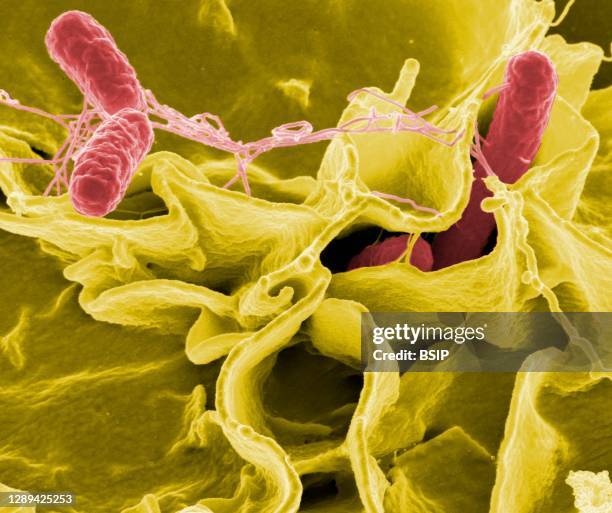 Salmonella bacteria, a common cause of foodborne disease, invade an immune cell. Credit: NIAID.