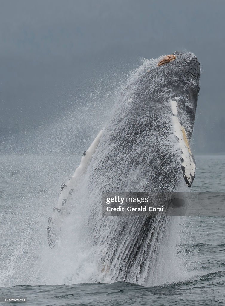 Breaching Humpback whale in Frederick Sound in South East Alaska. Megaptera novaeangliae.