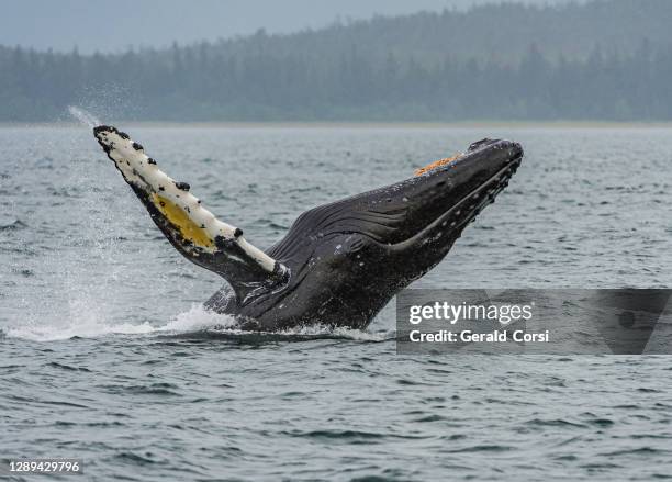 breaching humpback whale in frederick sound in south east alaska. megaptera novaeangliae. - photos of humpback whales stock pictures, royalty-free photos & images