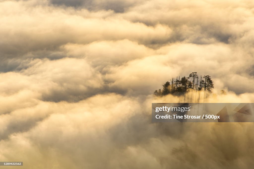 High angle view of treetops poking through clouds
