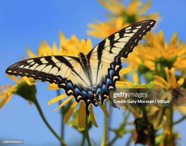 close-up of butterfly pollinating on yellow flower,madison,wisconsin,united states,usa - eastern tiger swallowtail stock pictures, royalty-free photos & images