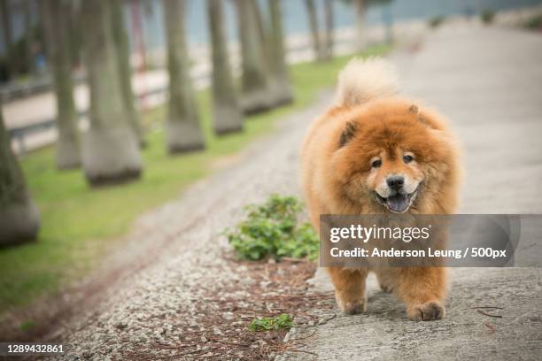 chow dog walking on footpath,hong kong - chow stock-fotos und bilder