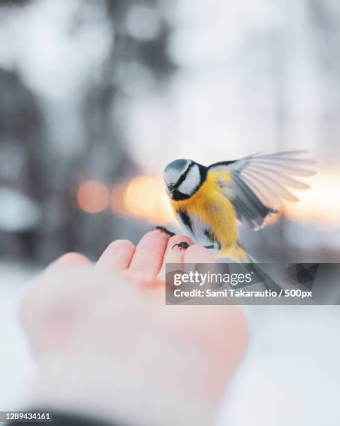 bird landing on persons hand during winter,finland - birds in finland foto e immagini stock